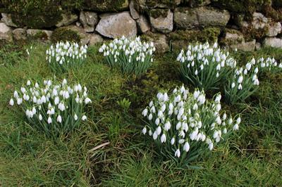Snowdrops